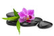 Orchid