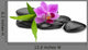 Orchid