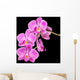 Pink Orchid Black