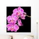 Pink Orchid Black