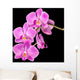 Pink Orchid Black