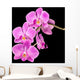 Pink Orchid Black