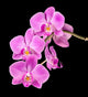 Pink Orchid Black