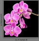 Pink Orchid Black