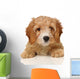 cavapoo puppy Wall Decal