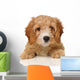 cavapoo puppy Wall Decal