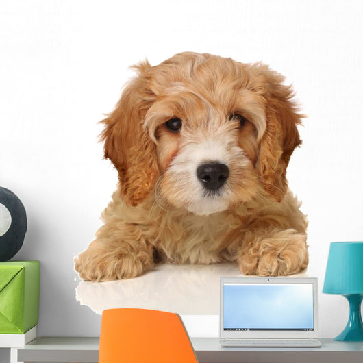 cavapoo puppy Wall Decal