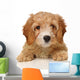 cavapoo puppy Wall Decal