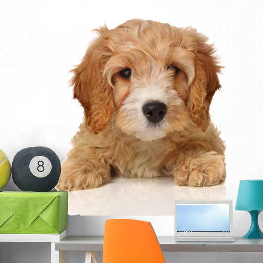 cavapoo puppy Wall Decal