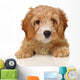 cavapoo puppy Wall Decal