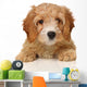 cavapoo puppy Wall Decal