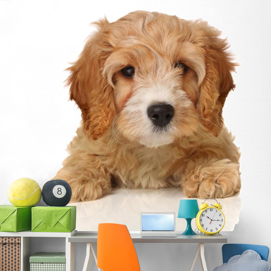 cavapoo puppy Wall Decal