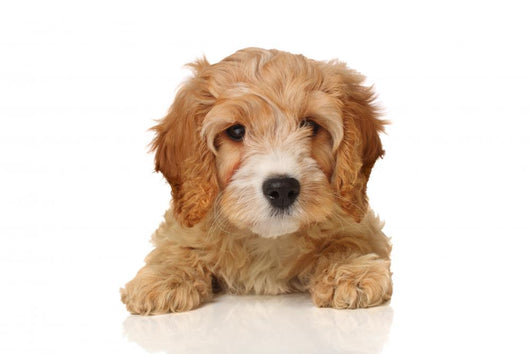 cavapoo puppy Wall Decal
