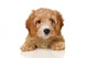 cavapoo puppy Wall Decal