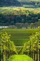 Vineyards and Forest Wall Mural