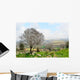 Wild Almond Tree Beautiful