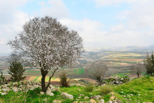 Wild Almond Tree Beautiful