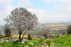 Wild Almond Tree Beautiful