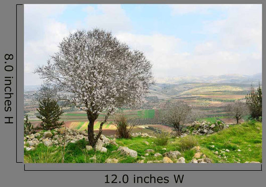 Wild Almond Tree Beautiful