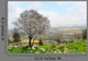 Wild Almond Tree Beautiful