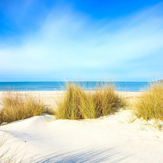 Grass White Sand Dunes