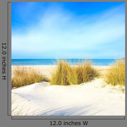 Grass White Sand Dunes