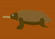 Australian Echidna Brown