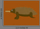 Australian Echidna Brown