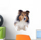 Shetland Dog