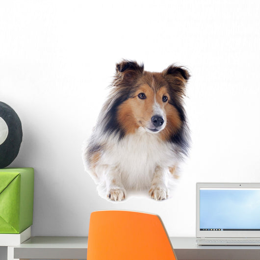 Shetland Dog