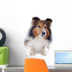 Shetland Dog