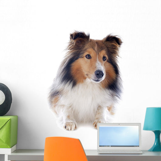 Shetland Dog