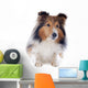 Shetland Dog