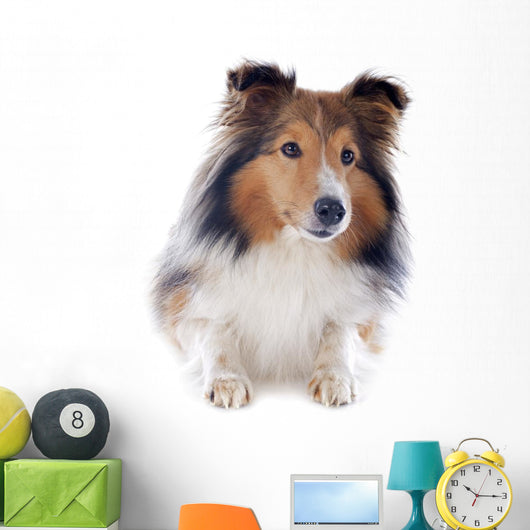 Shetland Dog