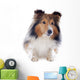 Shetland Dog