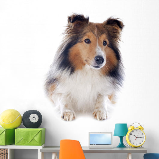 Shetland Dog