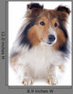 Shetland Dog