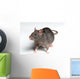 Rat White