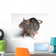Rat White