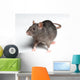 Rat White