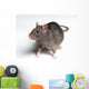Rat White