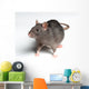 Rat White