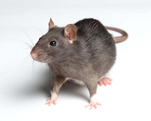 Rat White