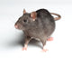 Rat White