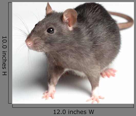 Rat White
