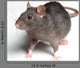Rat White