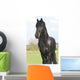 Frisian Wall Mural