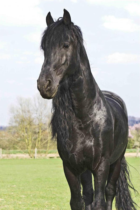 Frisian Wall Mural