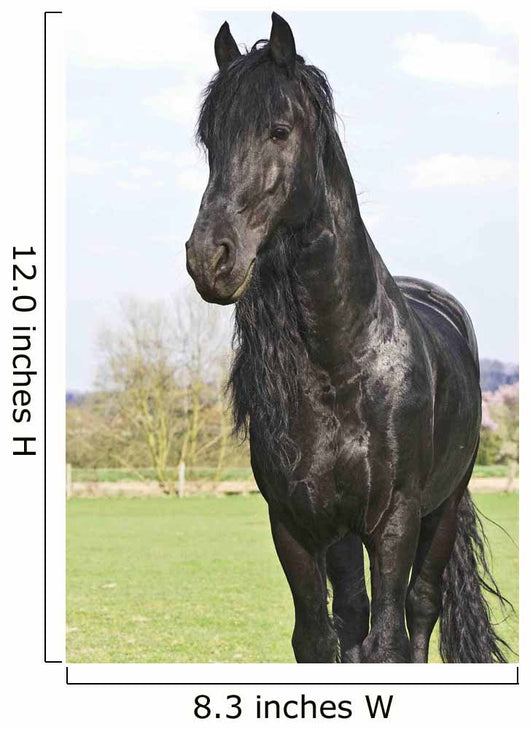 Frisian Wall Mural