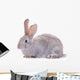 Rabbit Against White Background Wall Decal